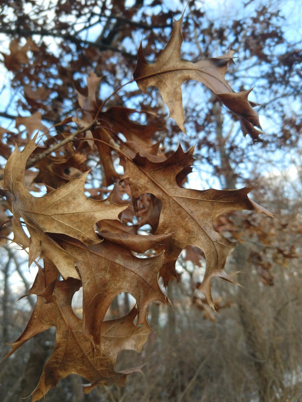 IMG_20181109_160011510