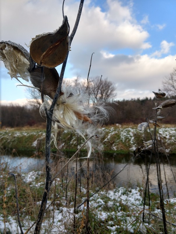 milkweed in fall