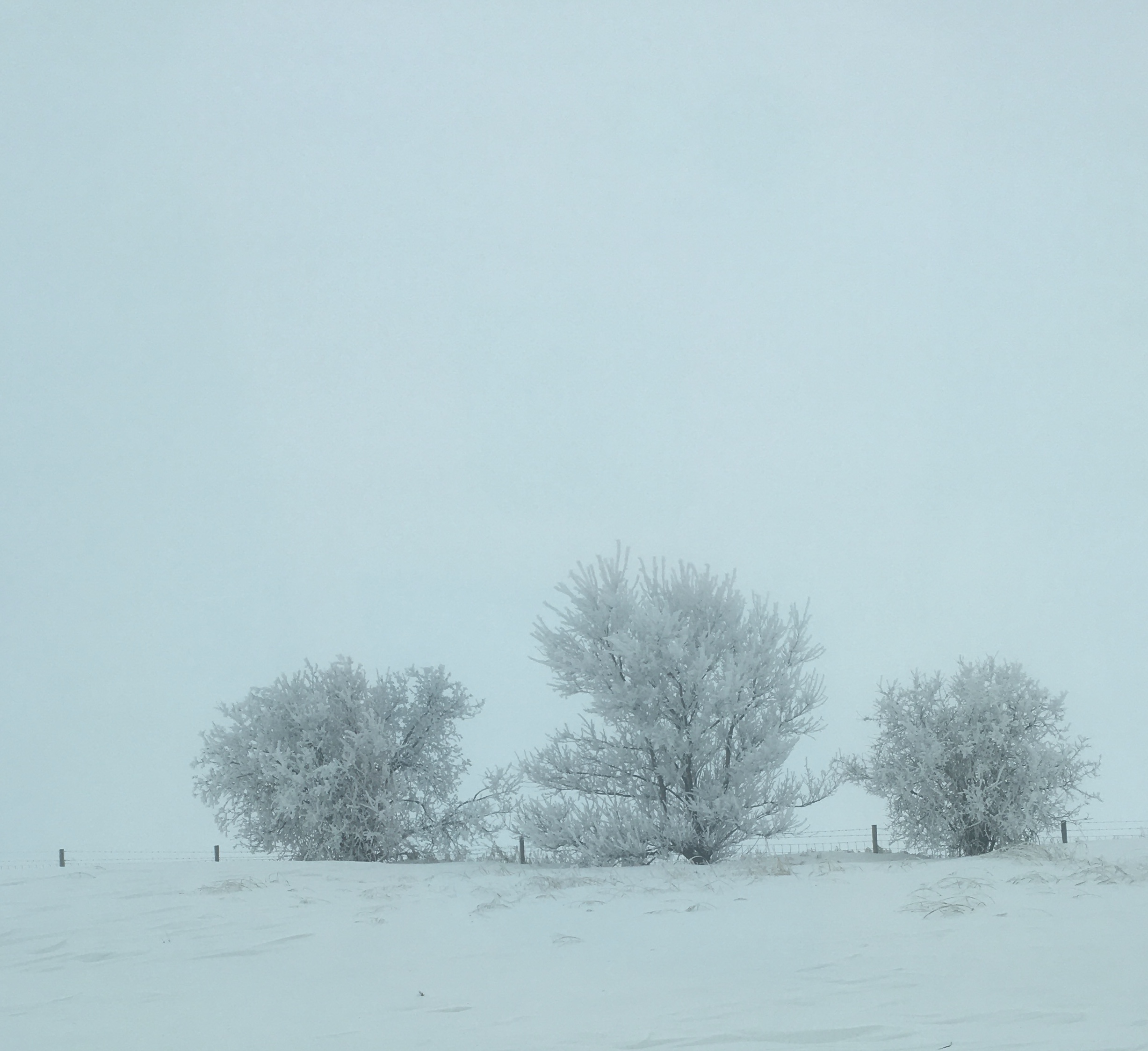 Three snowy trees