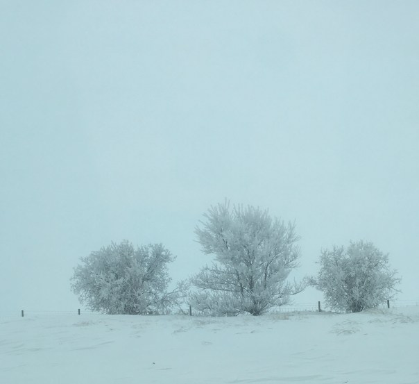 Three snowy trees